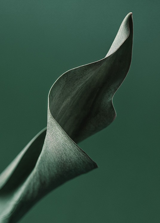  – Foto met close-up van een groen tulpenblad tegen een donkergroene achtergrond