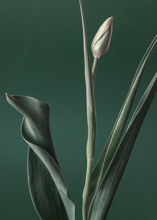  – Foto van een tulp met een groene knop en groene bladeren tegen een donkergroene achtergrond