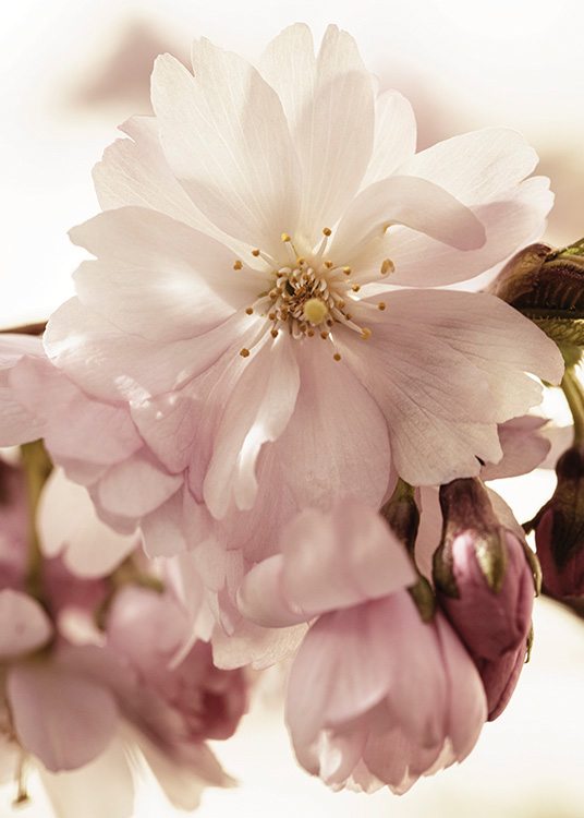  – Foto met close-up van kersenbloesem in roze