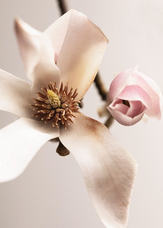  – Foto van een magnoliabloem in wit naast een roze magnoliaknop, tegen een lichtroze achtergrond