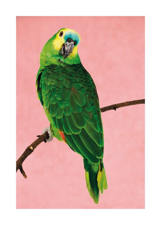  – Foto van een groene papegaai met een geel en blauw hoofd, die op een tak zit tegen een roze achtergrond