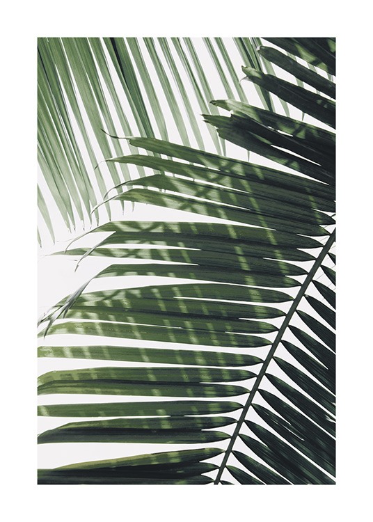  – Foto van een groen palmblad met een ander blad op de achtergrond