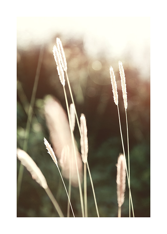  – Foto van een bos gras in het zonlicht met een donkergroene, vage achtergrond