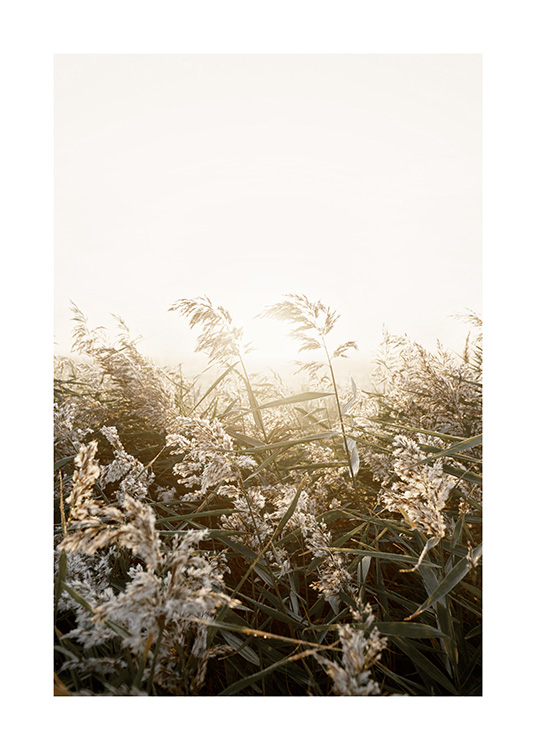  – Foto van beige en groen gras in een veld bij zonsondergang