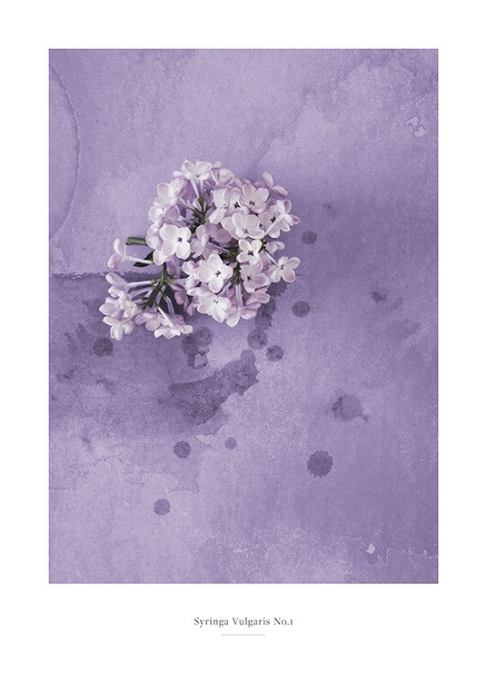  – Foto van een seringenbloem in lila tegen een paarse achtergrond met watervlekken erop