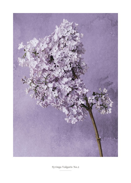  – Foto van seringenbloem in lila tegen een paarse achtergrond met watervlekken erop