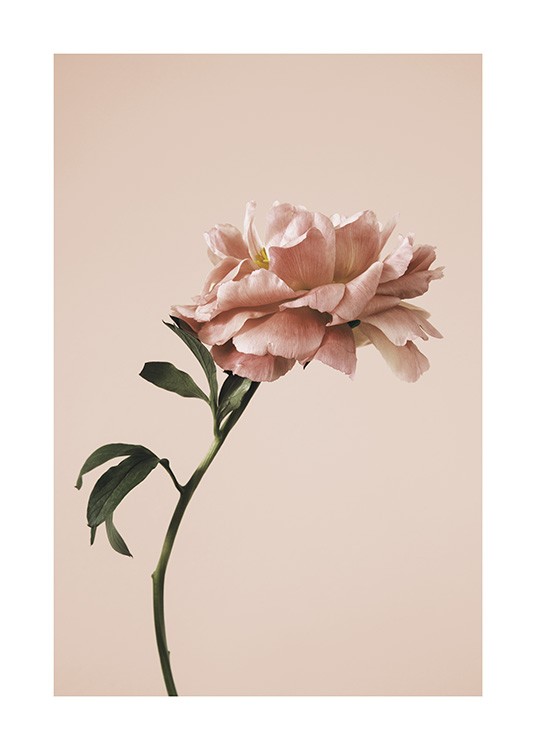  – Foto van een enkele klaproos in roze tegen een roze achtergrond