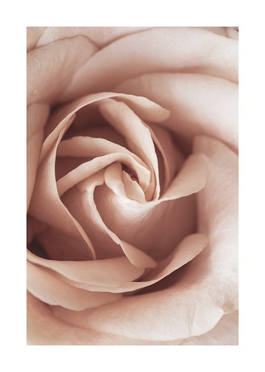  – Foto met close-up van een roos in lichtroze