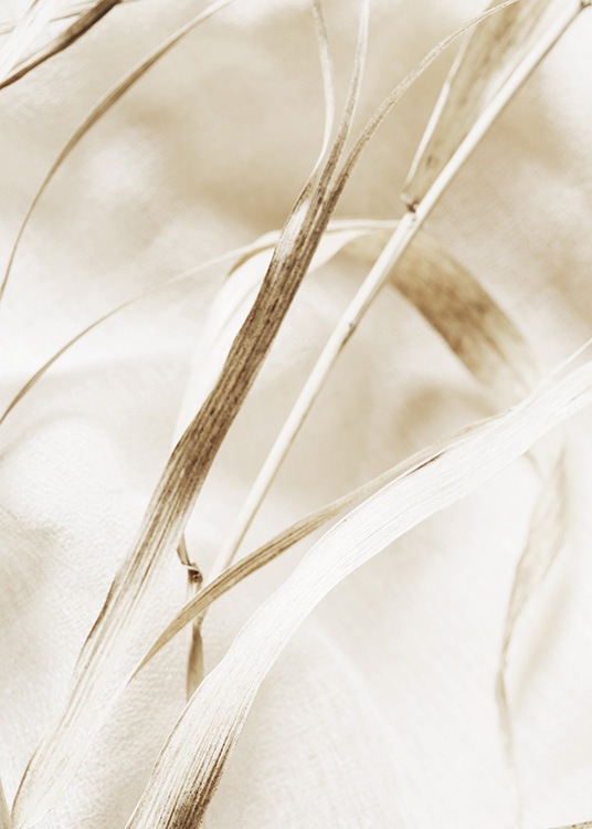  – Foto met close-up van beige blad op gedroogd gras
