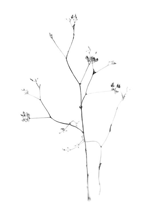  – Zwart wit foto van kleine bloemen aan een dunne tak, op een witte achtergrond