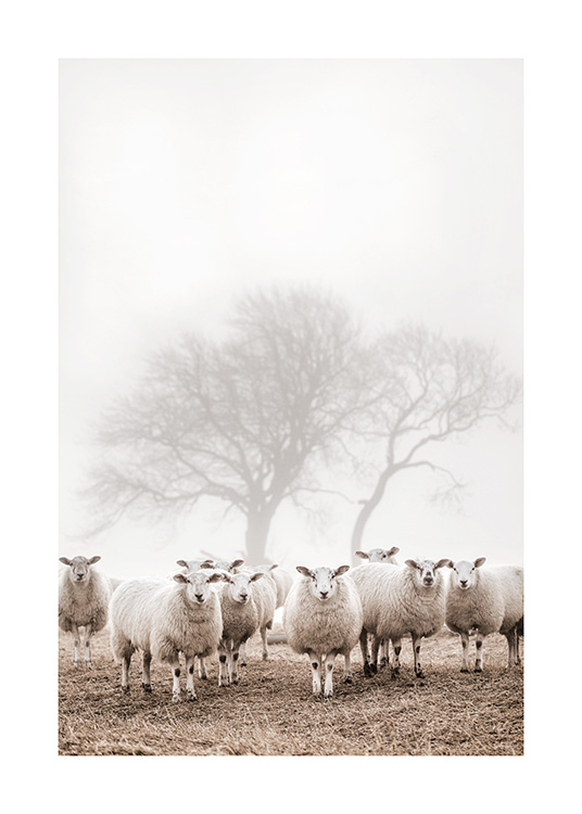  – Foto van een kudde schapen die bij elkaar staan in een veld, met bomen en mist op de achtergrond