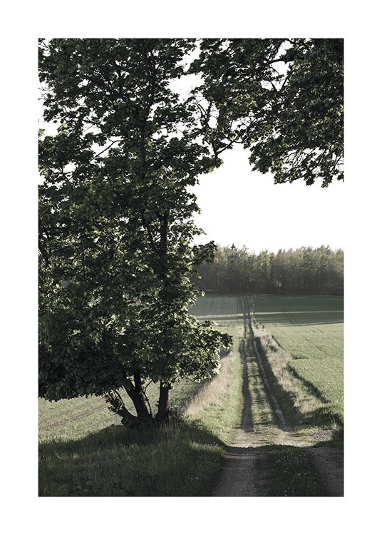  – Foto van een klein landweggetje en velden met een grote boom ervoor