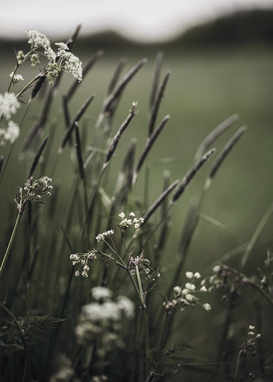  – Foto van kleine witte bloemen en groen met een wazige achtergrond