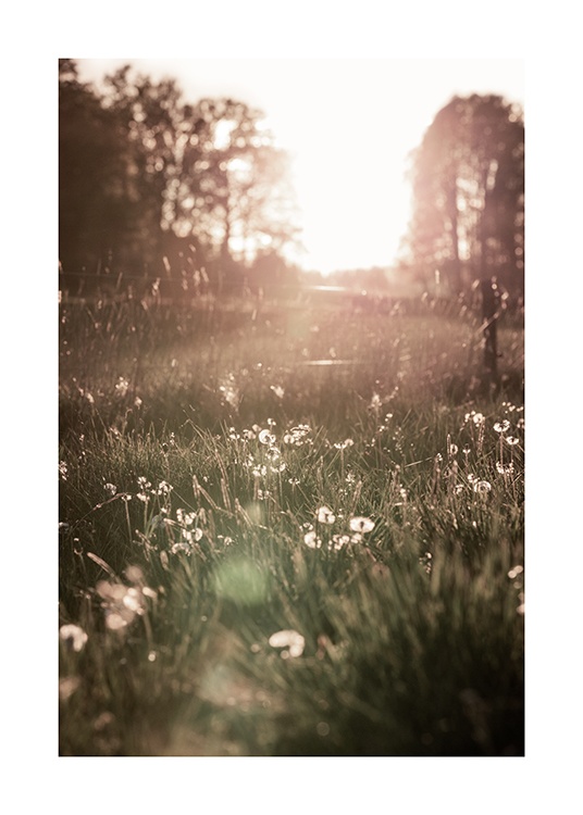  – Foto van witte bloemen in een weide bij zonsondergang