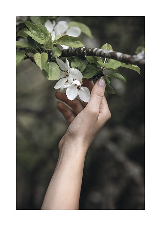  – Foto van een tak met witte bloemen en groene bladeren en een hand die ze aanraakt