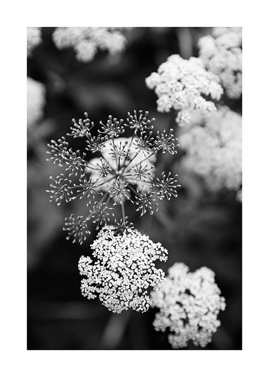  – Zwart-wit foto van kleine witte bloemen met een wazige achtergrond