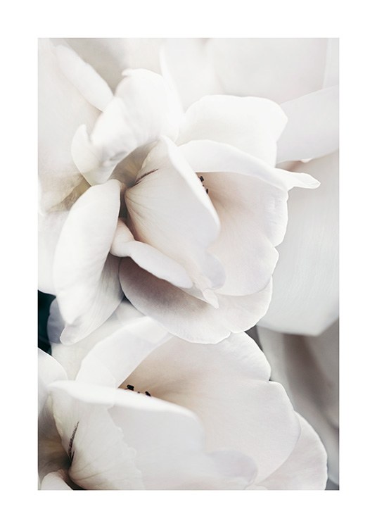  – Foto met close-up van de blaadjes van een roos, in wit