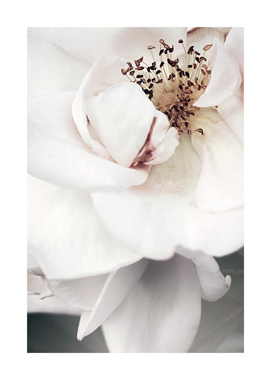  – Foto met close-up van het hart van een witte roos