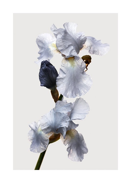  – Foto van een iris met lichtblauwe bloemblaadjes, tegen een lichtgrijze achtergrond