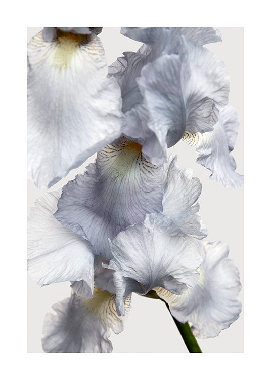 – Foto met close-up van een lichtblauwe iris tegen een lichtgrijze achtergrond
