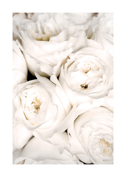  – Close-upfoto van witte rozen in een bos dicht bij elkaar