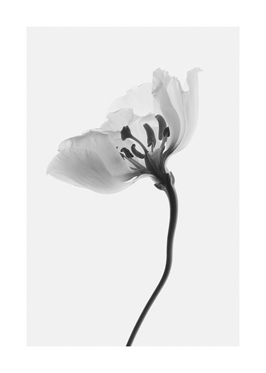  – Zwart wit foto van een bloem vanaf de zijkant gezien, op een lichtgrijze achtergrond