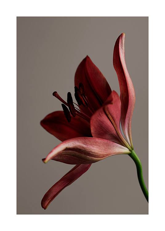 – Foto met close-up van een bloem in rood, op een bruine achtergrond