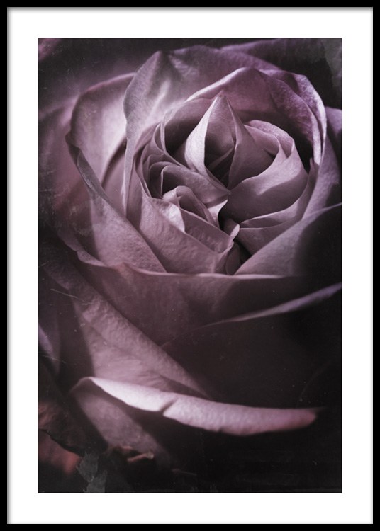 heet Trein Medisch wangedrag Antique Rose No1 Poster - Paarse roos - desenio.nl
