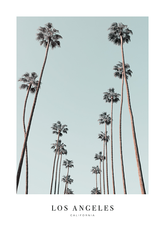  – Foto van een groep hoge palmbomen met een blauwe hemel op de achtergrond en tekst eronder