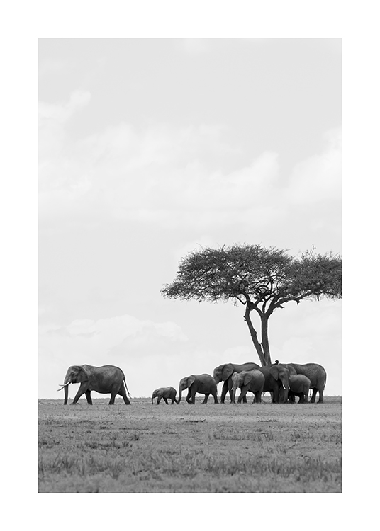  – Zwart-wit foto van een kudde olifanten onder een boom in de woestijn