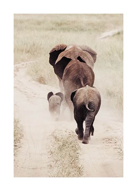  – Foto van olifanten, van achteren gezien, die op een stoffige weg met gras aan de kanten lopen