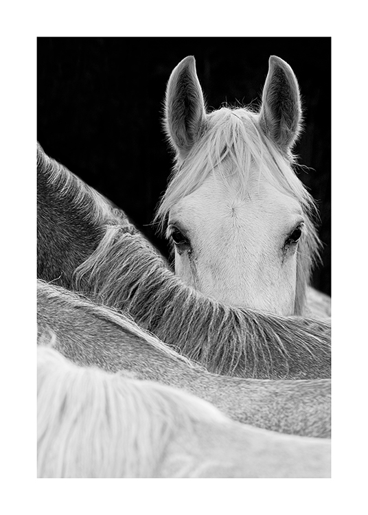  – Zwart-wit foto van een paard dat over de rug van een ander paard kijkt