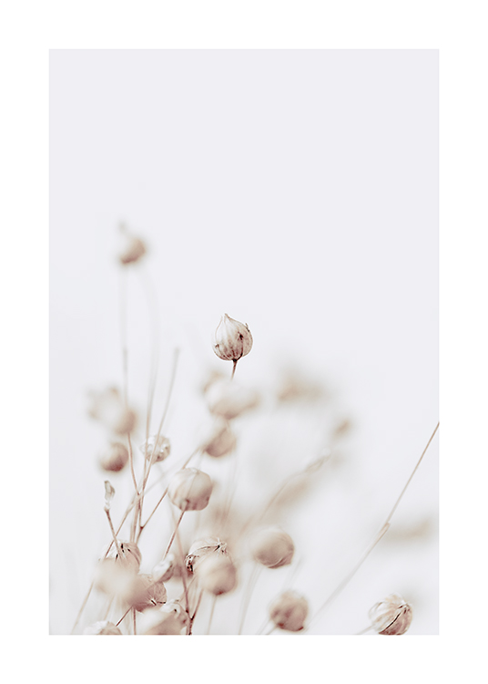  – Foto met een close-up van gedroogde bloemknoppen in beige tegen een lichtgrijze achtergrond