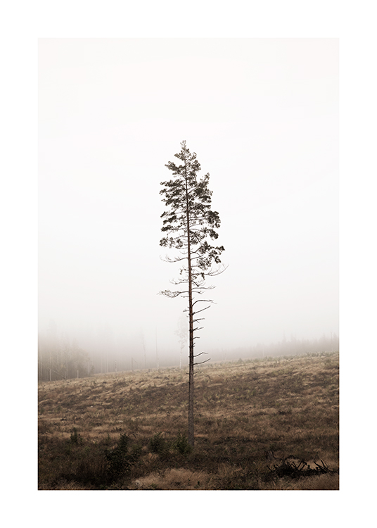  – Foto van één enkele dennenboom met een kale stam, met een mistig bos op de achtergrond