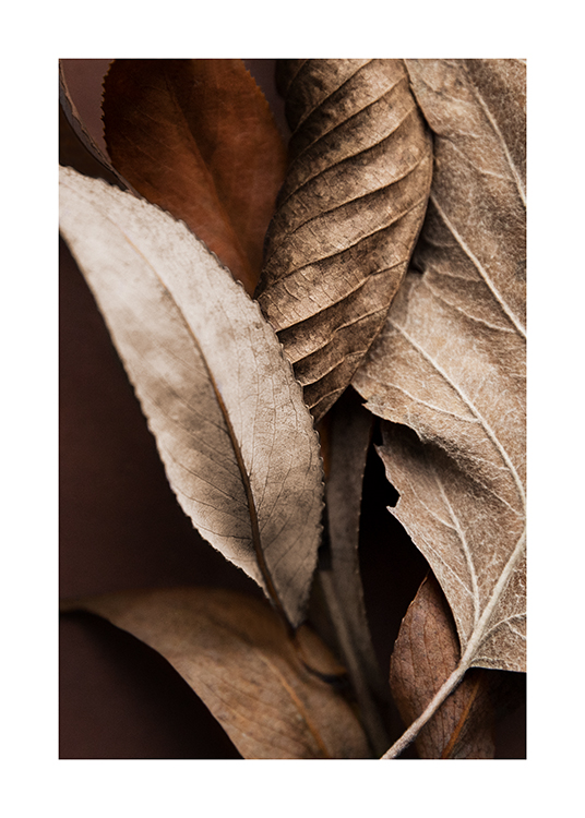  – Foto met close-up van gedroogde herfstbladeren in tinten bruin
