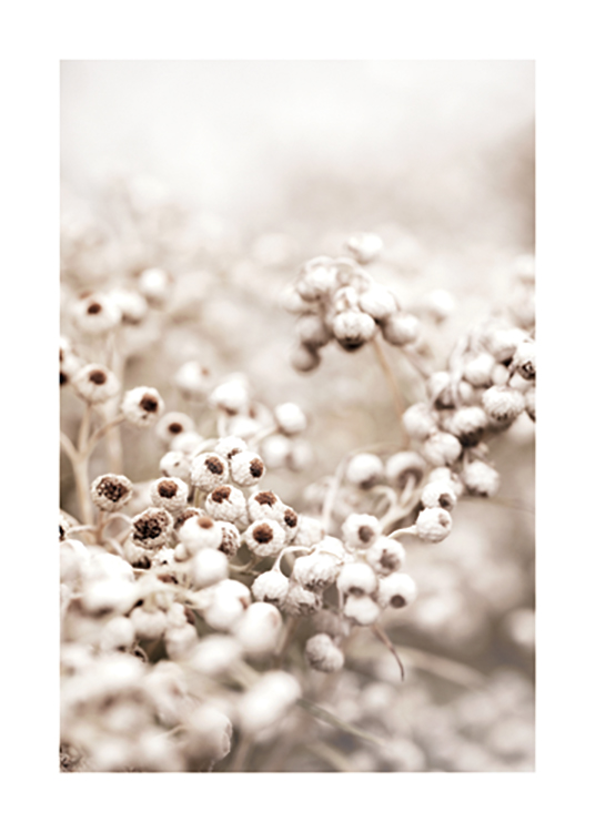  – Foto van een aantal witte bloemknoppen met een bruin hart