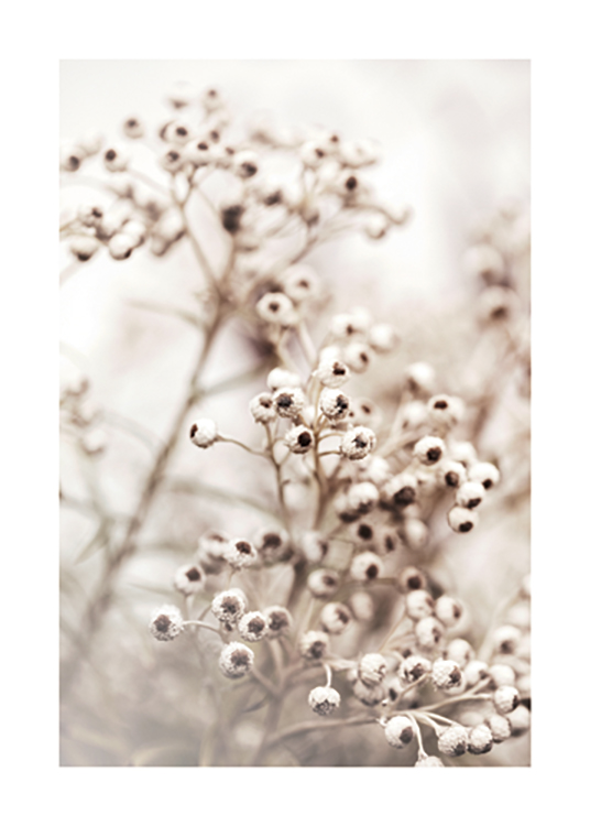  – Foto van een bos kleine bloemen in wit met een bruin hart, tegen een lichte achtergrond