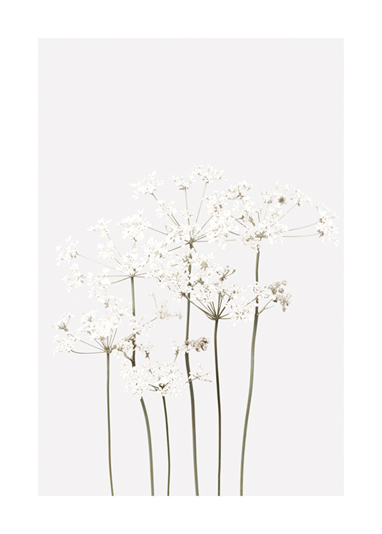  – Bos uitwaaierende bloemen in wit met groene stelen, op een lichtgrijze achtergrond