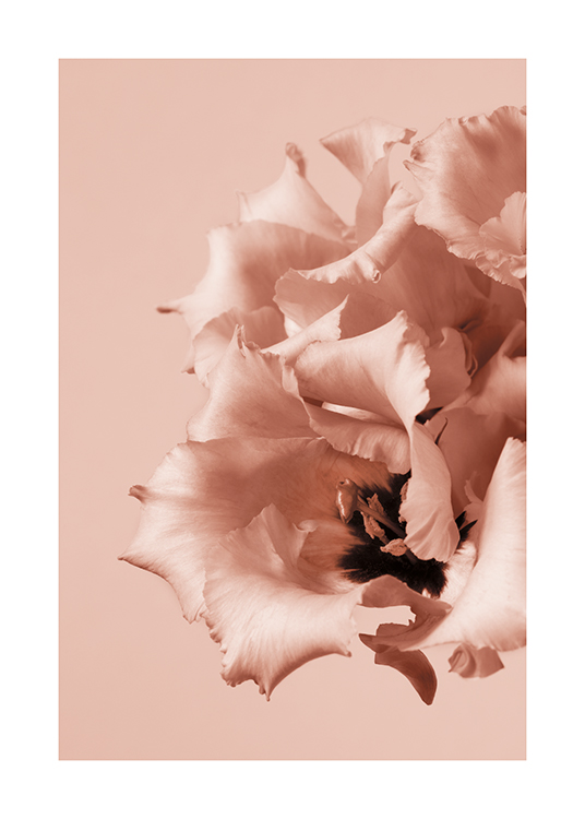  – Foto van een bos roze bloemen met een donker hart en gerimpelde bloemblaadjes, op een roze achtergrond