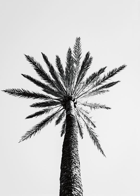  – Zwart wit foto van een rij palmbomen van onderaf gezien