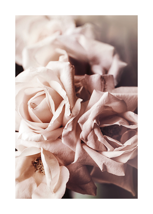  – Foto met close-up van een aantal roze rozen
