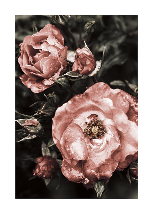 lancering Omtrek Resistent Pink Vintage Roses Poster - Vintage bloemen - desenio.nl
