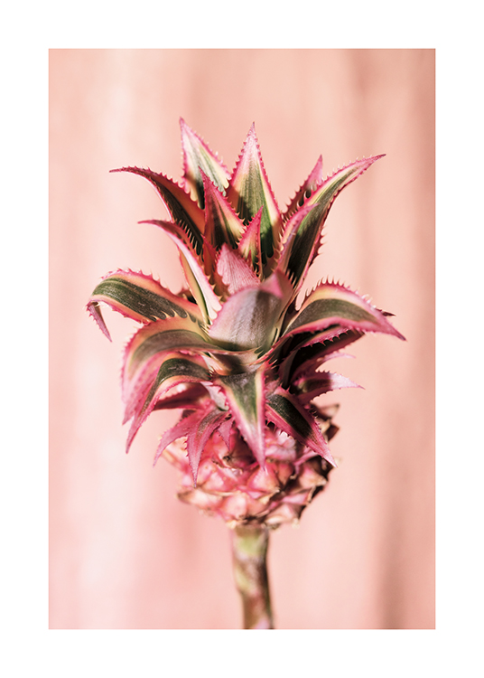  – Een foto van een ananasbloem met een lichtroze achtergrond