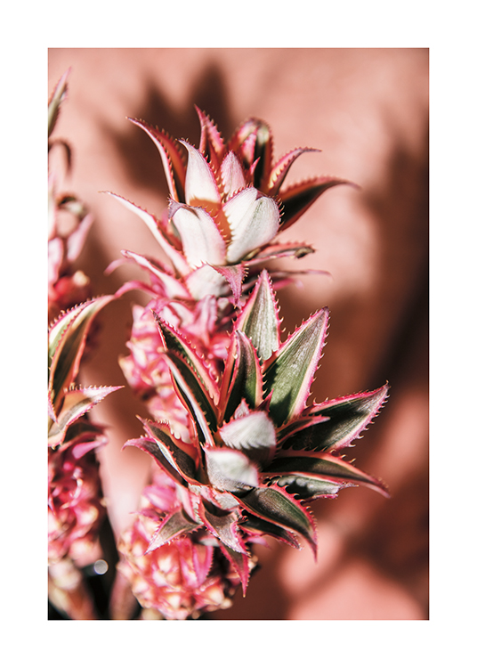  – Een foto van een aantal ananasbloemen met een lichtroze achtergrond