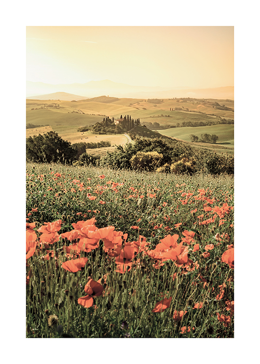  – Foto van een groen landschap met rode papaverbloemen in het gras