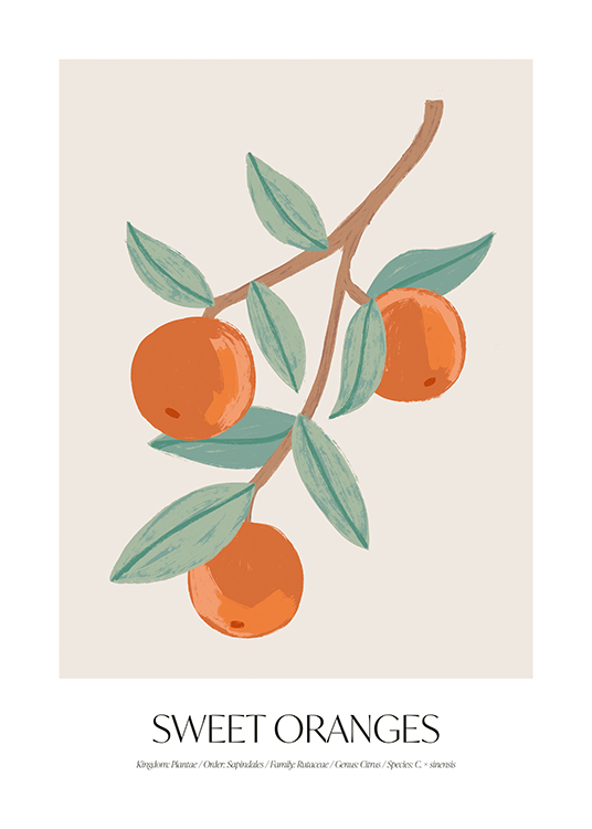  – Illustratie van een tak met sinaasappelen en bladeren op een lichtbeige achtergrond