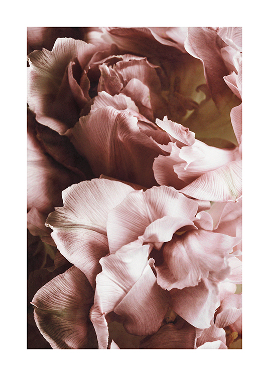  – Foto met close-up van roze rozen