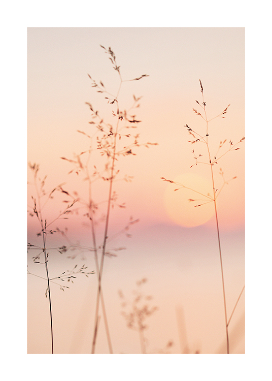  – Foto van een pastelkleurige lucht en zon achter dunne grassprietjes