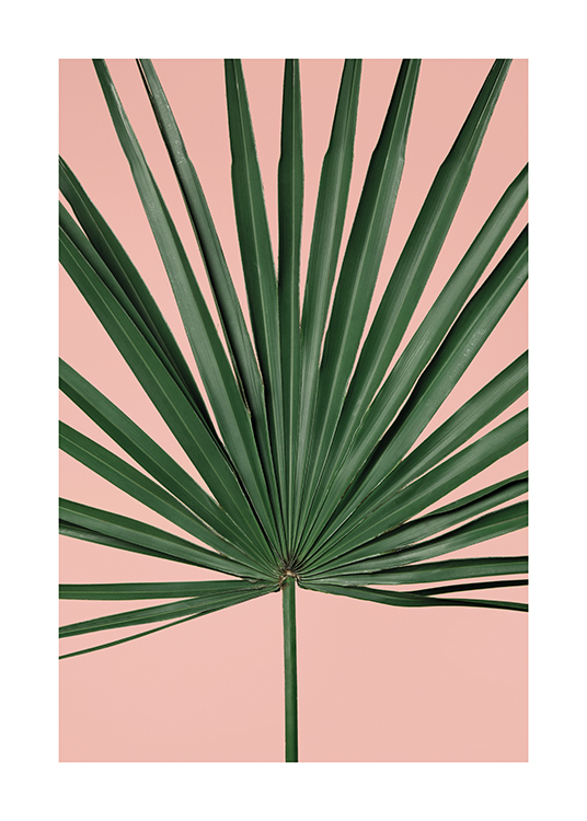  – Een foto van een palmblad op een roze achtergrond