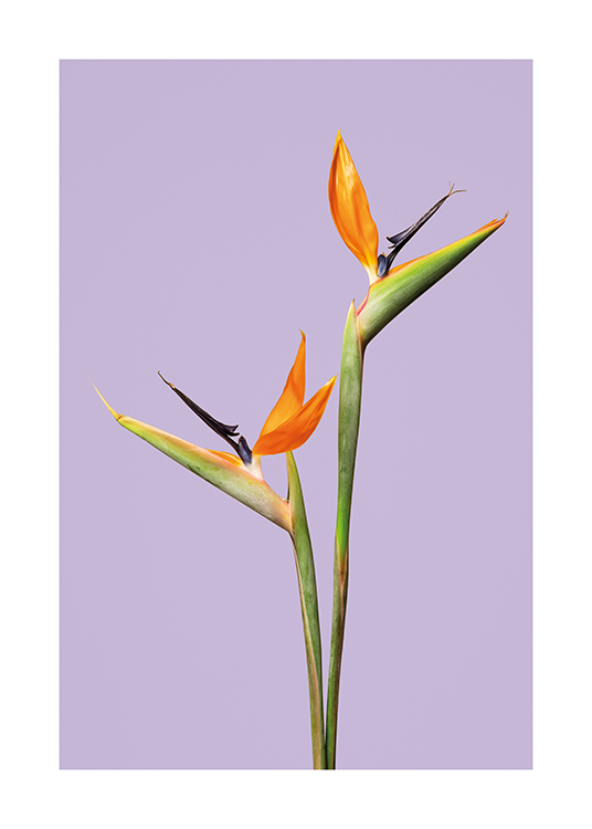  – Een foto van paradijsvogelbloemen op een lila achtergrond